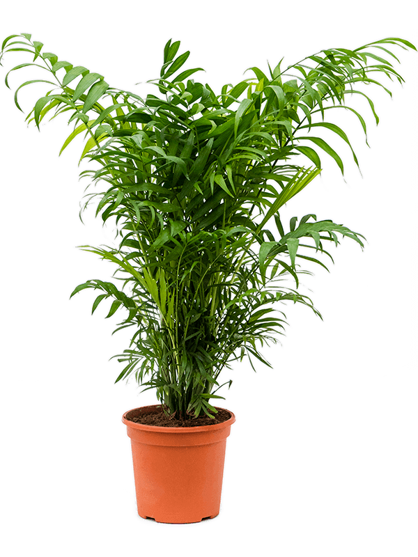 Chamaedorea elegans
