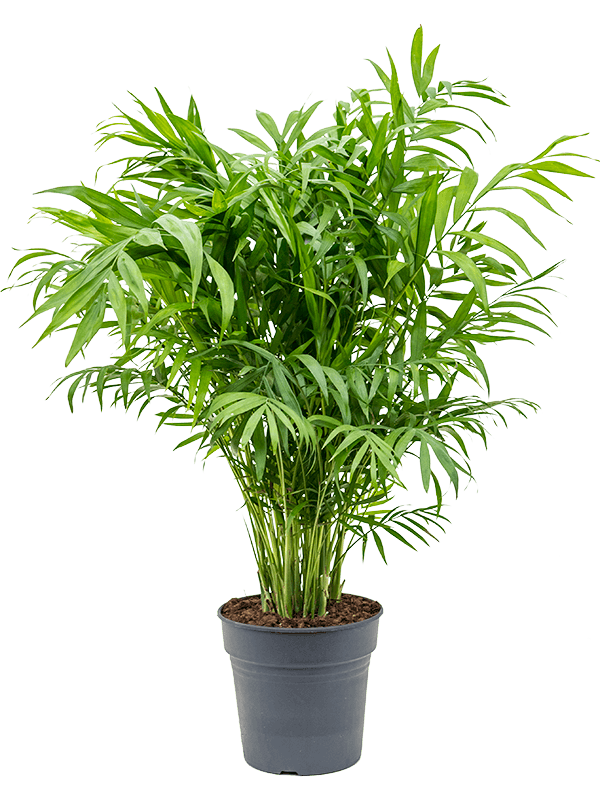 Chamaedorea elegans