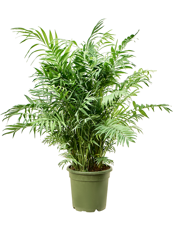 Chamaedorea elegans