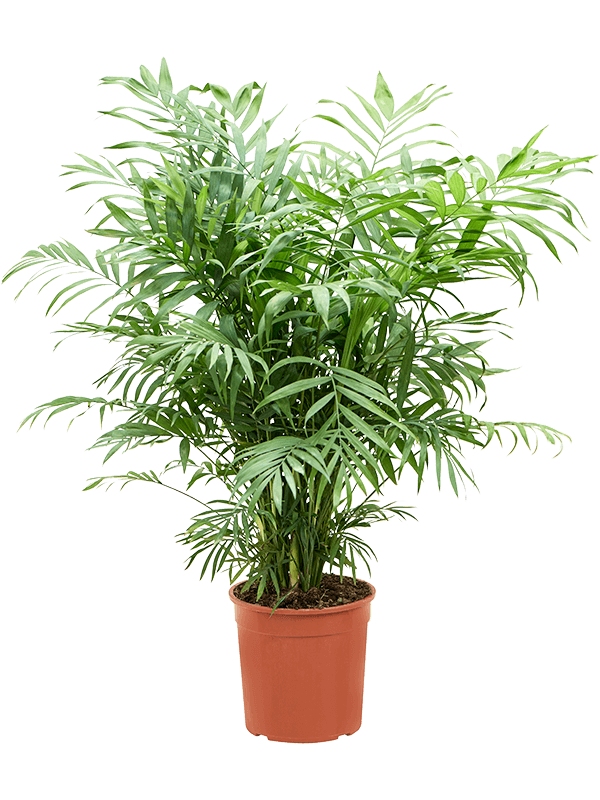 Chamaedorea elegans