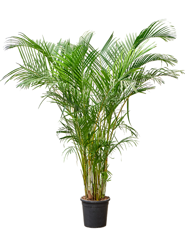Dypsis (Areca) lutescens