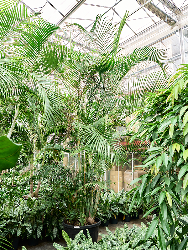 Dypsis (Areca) lutescens