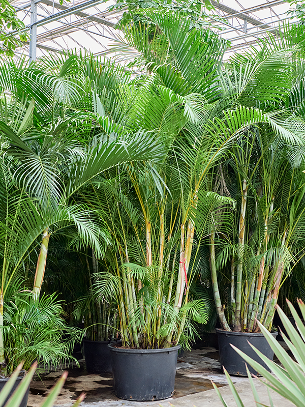 Dypsis (Areca) lutescens (400-450)