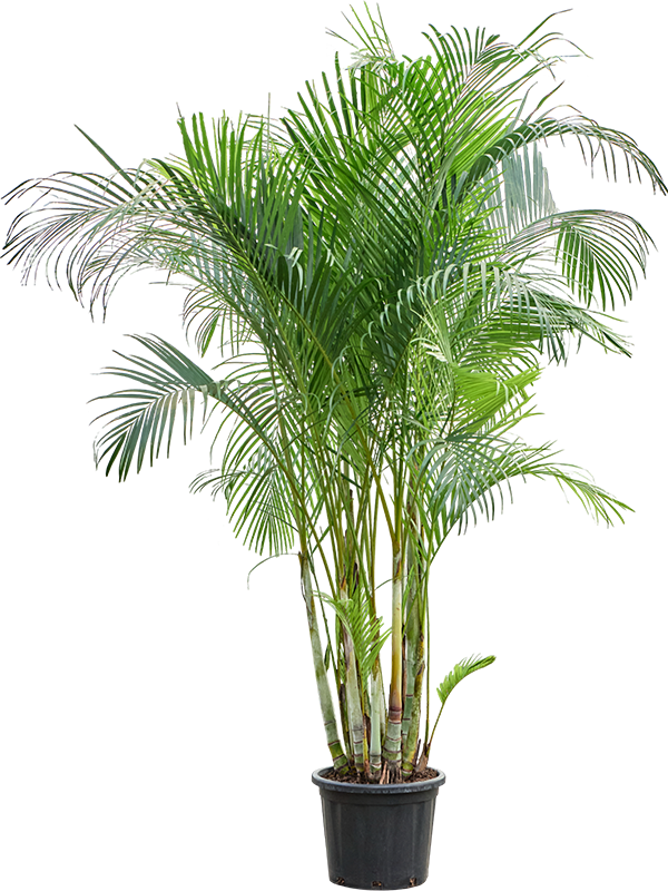 Dypsis (Areca) lutescens