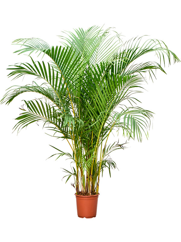 Dypsis (Areca) lutescens