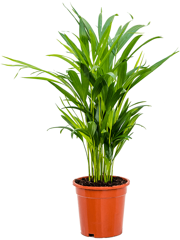 Dypsis (Areca) lutescens