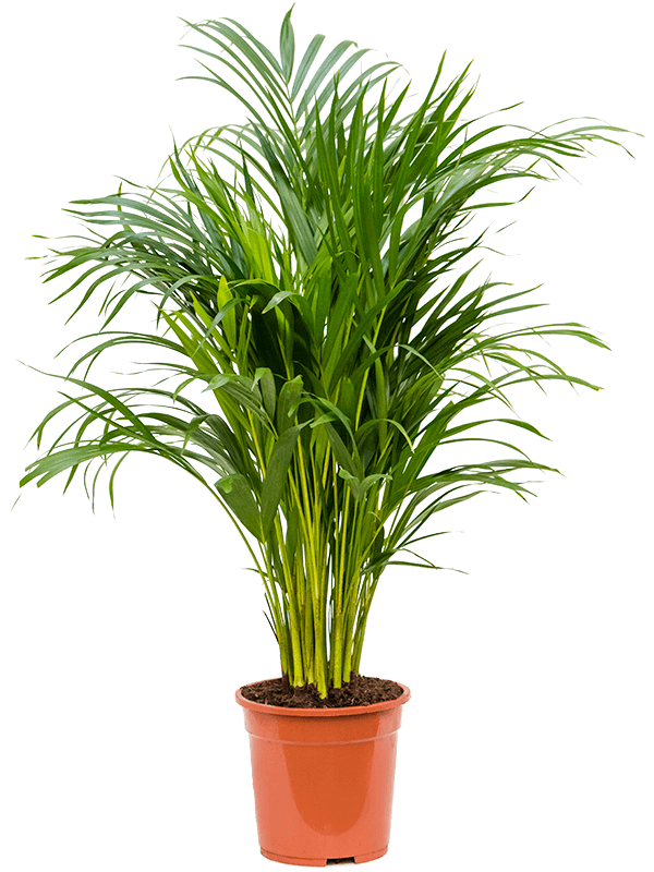 Dypsis (Areca) lutescens