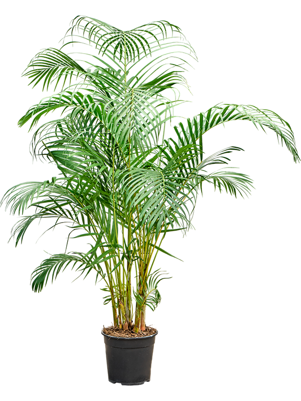 Dypsis (Areca) lutescens