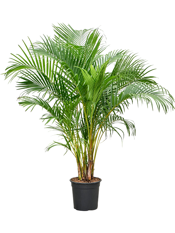 Dypsis (Areca) lutescens