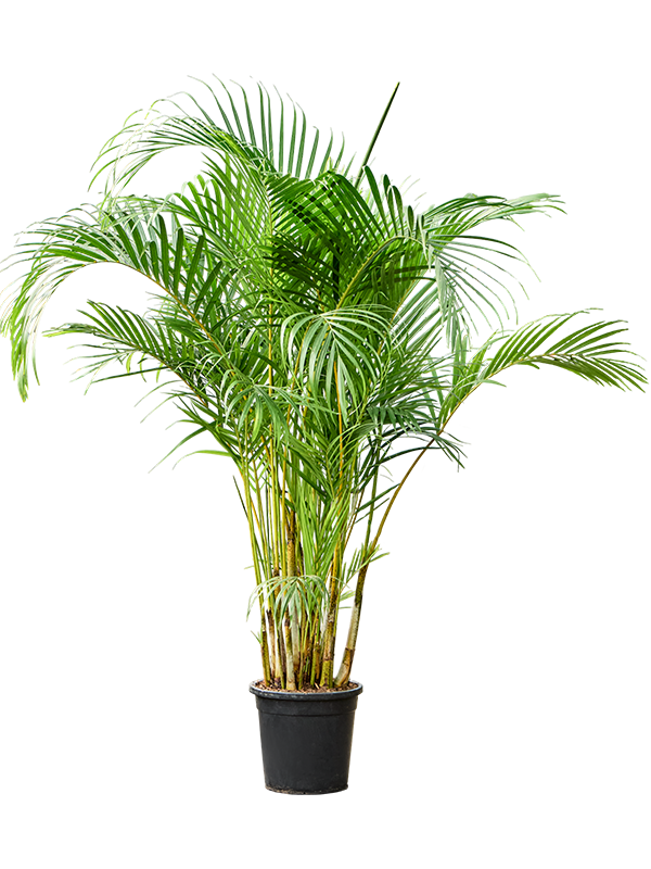Dypsis (Areca) lutescens