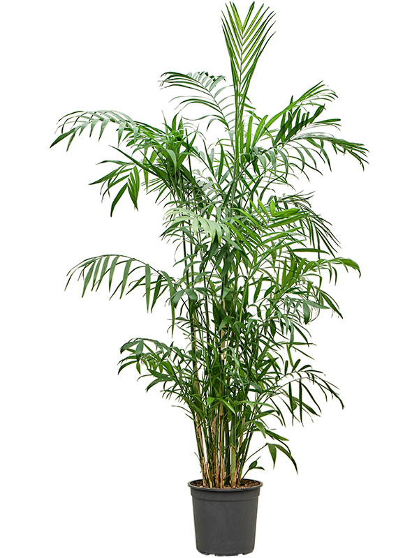 Chamaedorea seifrizii