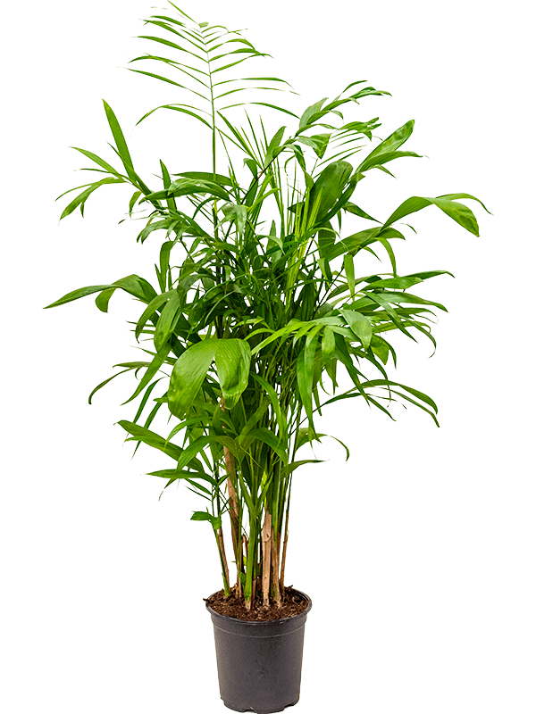 Chamaedorea seifrizii