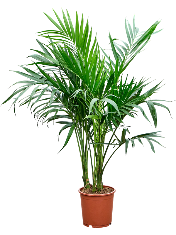 Chamaedorea cataractarum 'Stella'