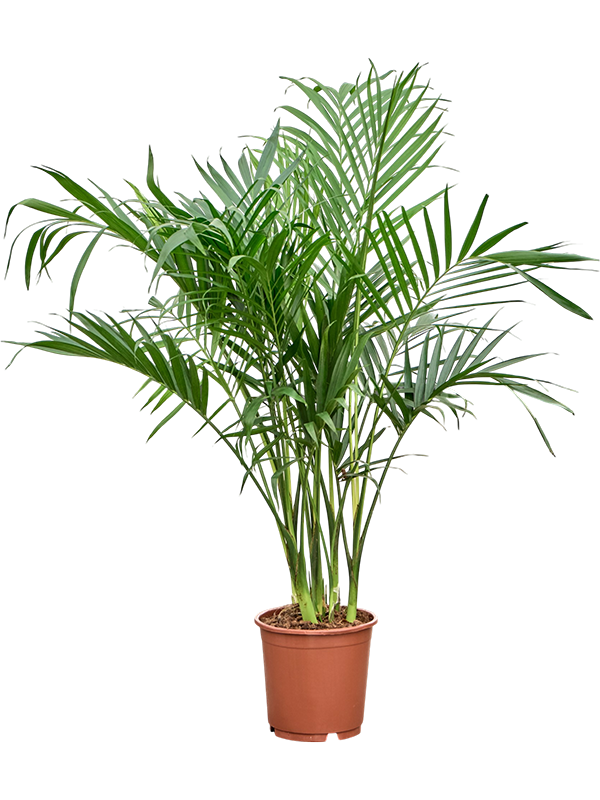Chamaedorea cataractarum 'Stella'