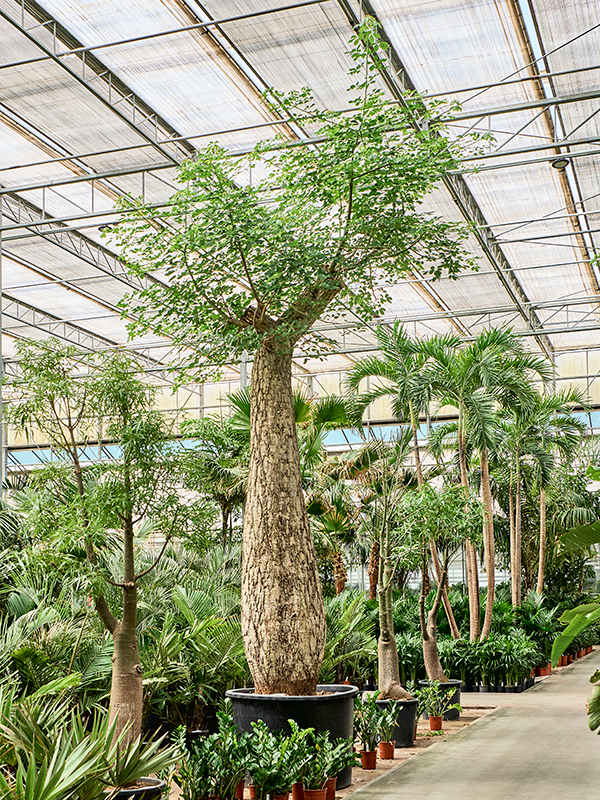 Chorisia speciosa