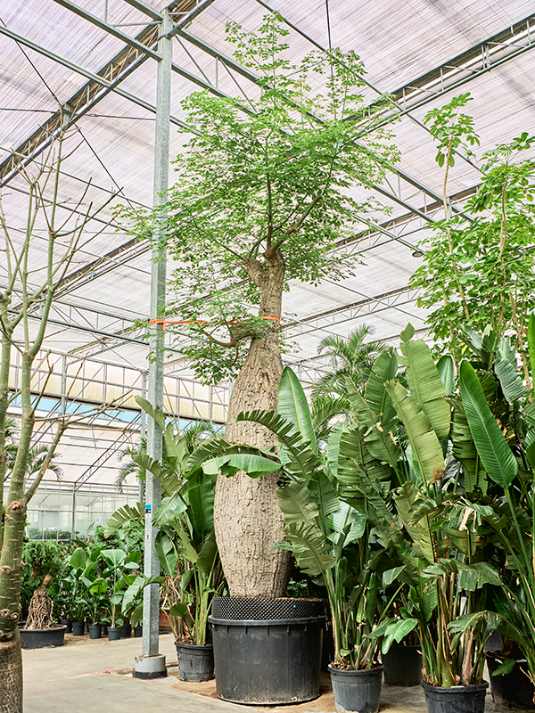Chorisia speciosa