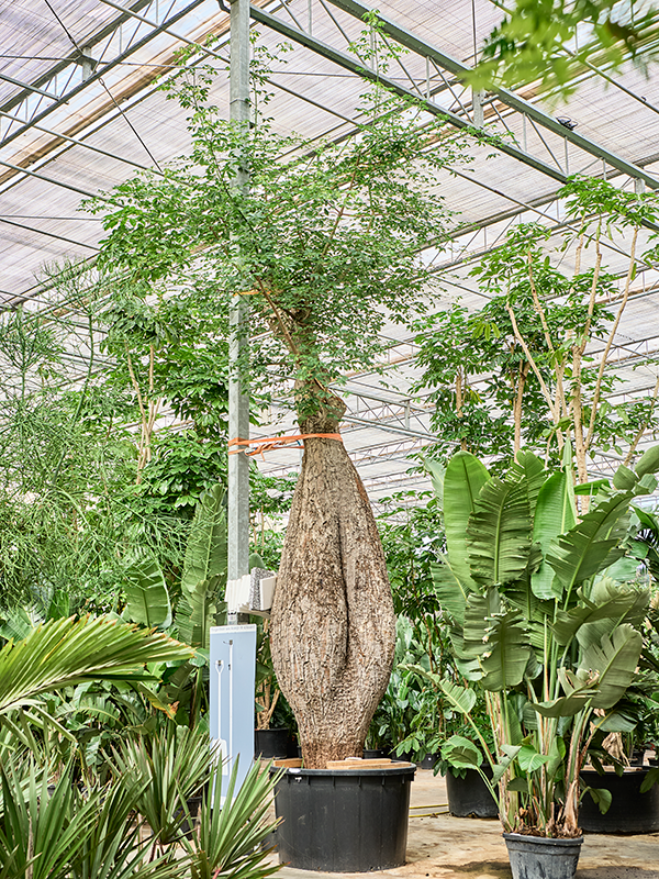Chorisia speciosa