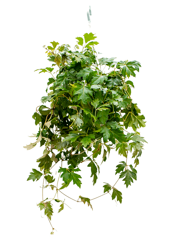 Cissus rhombifolia 'Ellen Danica'