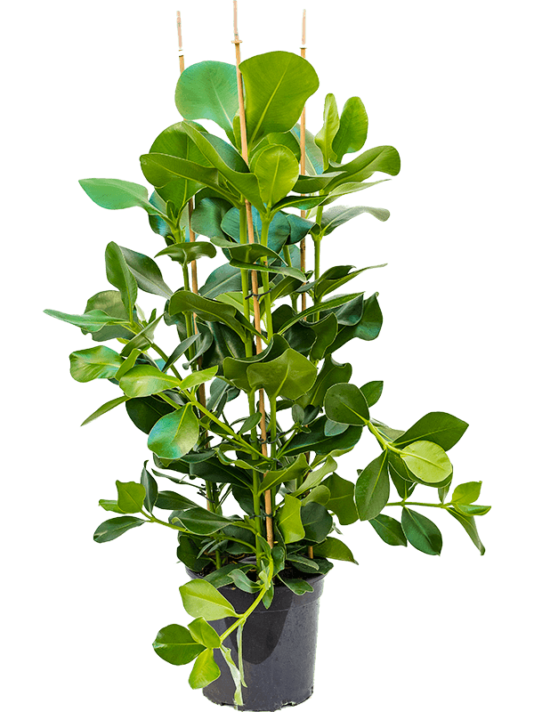 Clusia rosea