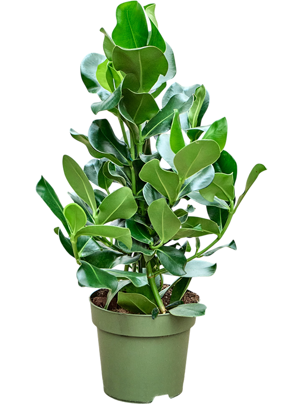 Clusia rosea