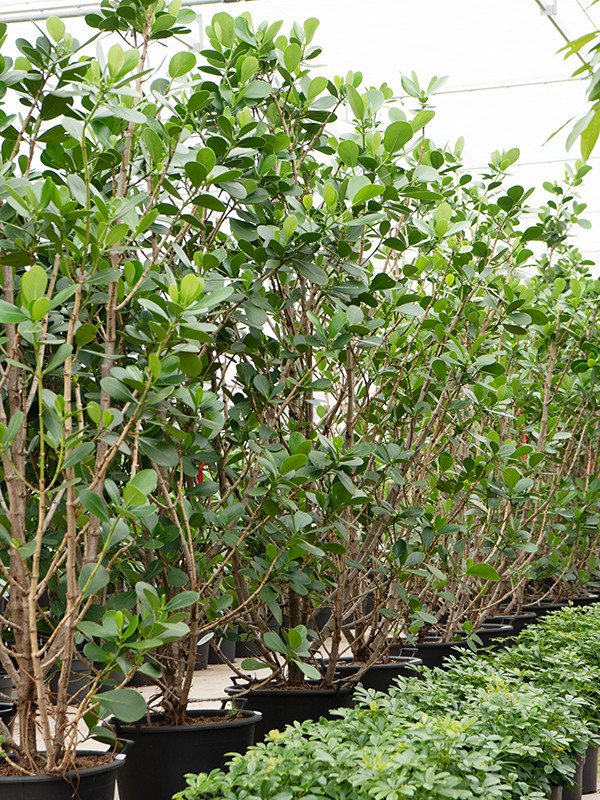 Clusia rosea 'Green Magic'