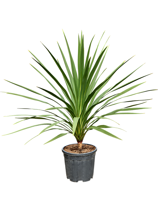 Cordyline australis 'Peko' (120-140)