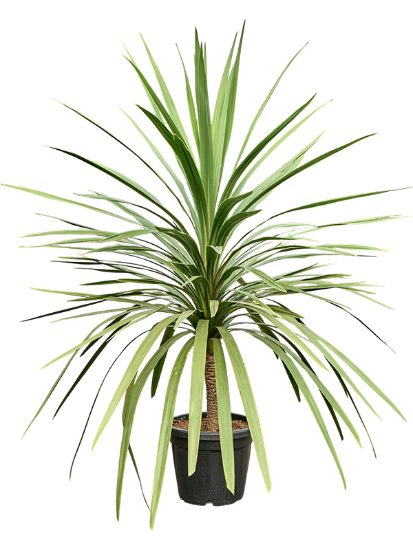 Cordyline australis (200-220)