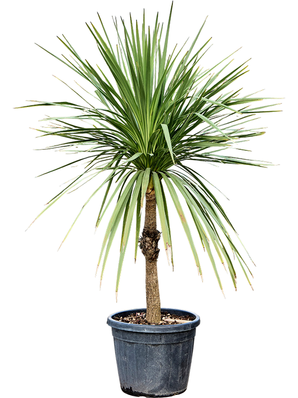 Cordyline australis