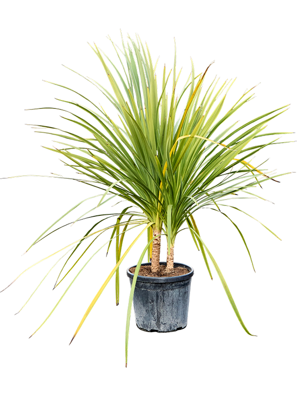 Cordyline australis