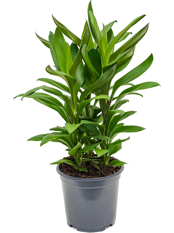 Cordyline fruticosa' Glauca'