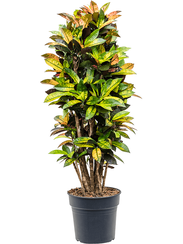 Croton (Codiaeum) variegatum 'Mrs. Iceton'