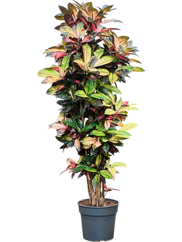 Croton (Codiaeum) variegatum 'Mrs. Iceton'