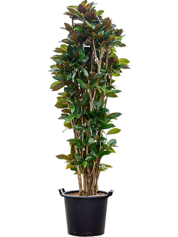Croton (Codiaeum) variegatum 'Mrs. Iceton'