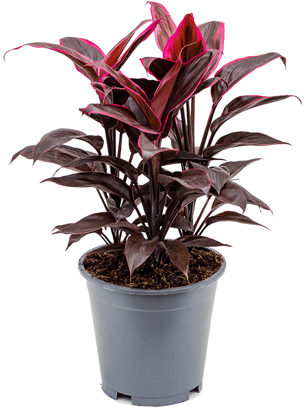 Cordyline fruticosa 'Mambo'