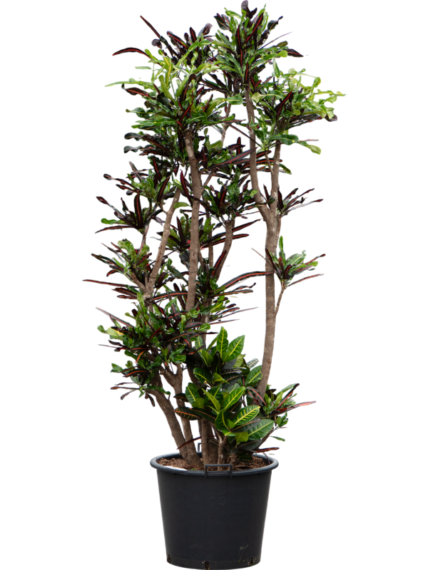 Croton (Codiaeum) variegatum 'Mammi'