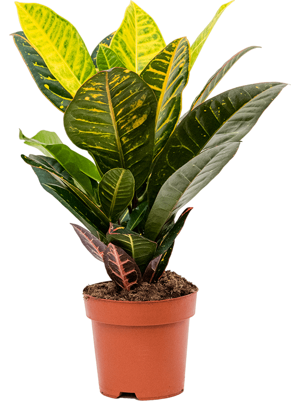 Croton (Codiaeum) variegatum 'Petra'