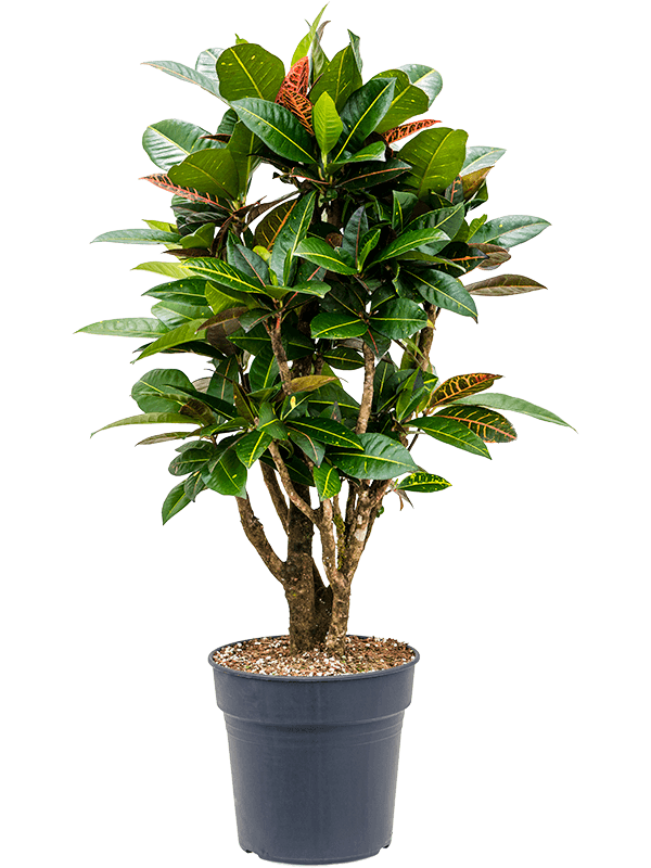 Croton (Codiaeum) variegatum 'Petra'