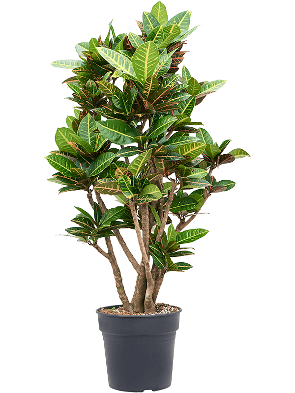 Croton (Codiaeum) variegatum 'Petra'