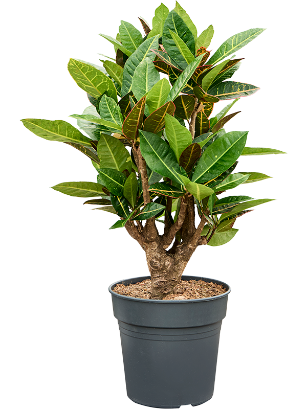 Croton (Codiaeum) variegatum 'Petra'