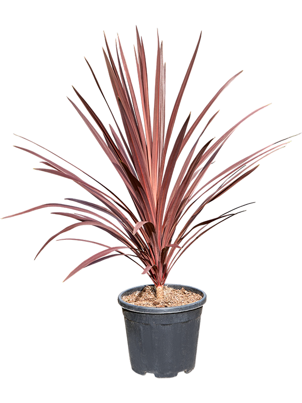 Cordyline australis 'Red Star' (110-130)