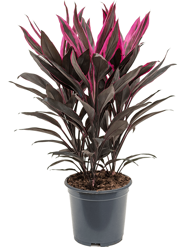 Cordyline fruticosa 'Tango'