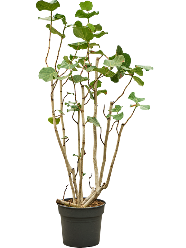 Coccoloba uvifera (180-200)