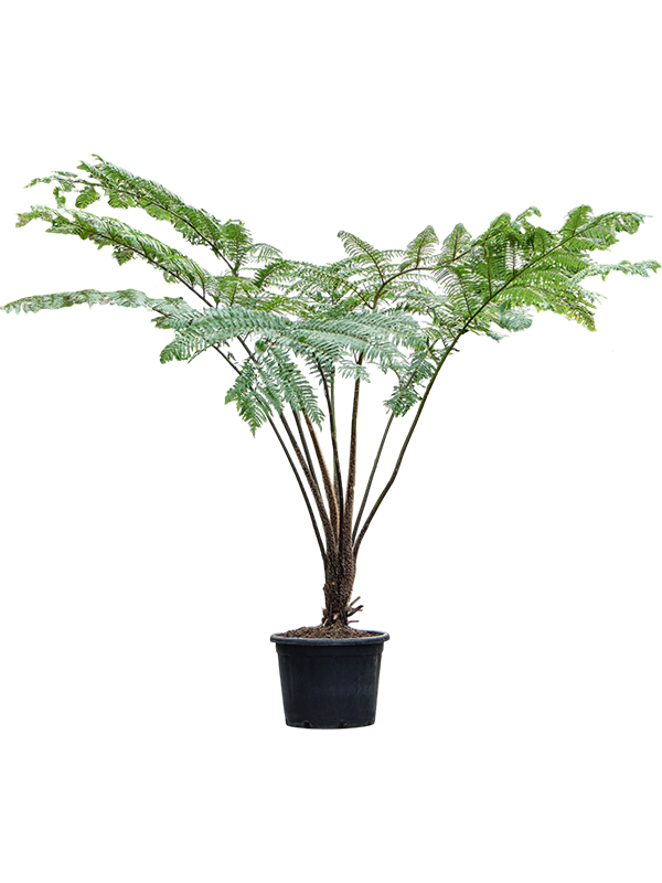 Cyathea cooperi