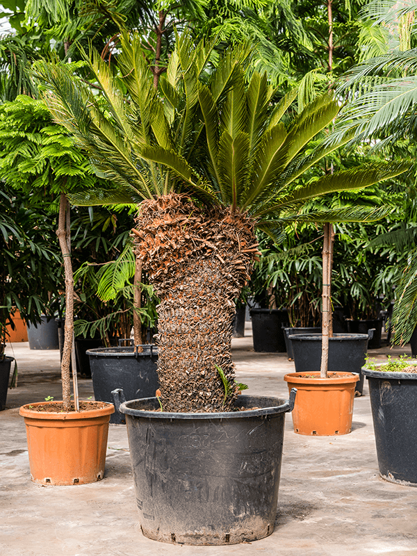 Cycas revoluta