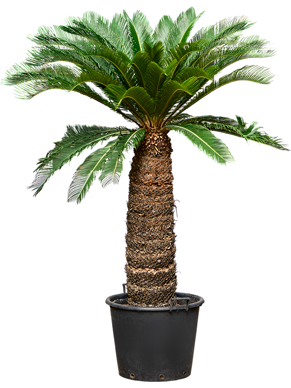 Cycas revoluta