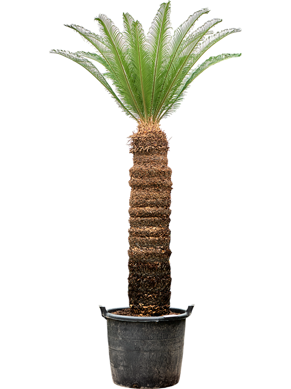 Cycas revoluta