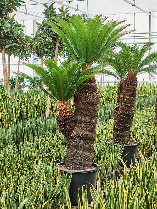 Cycas revoluta