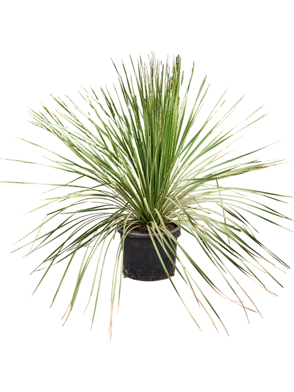Dasylirion miquihuanensis