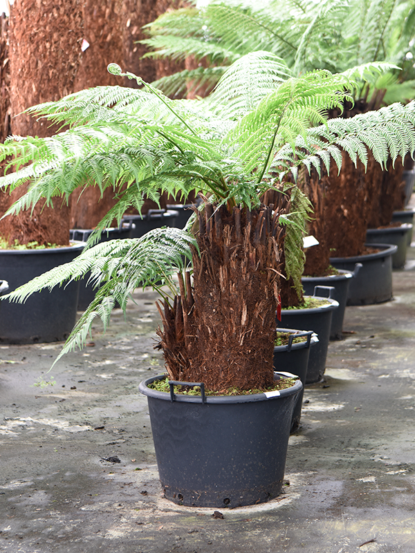 Dicksonia antarctica