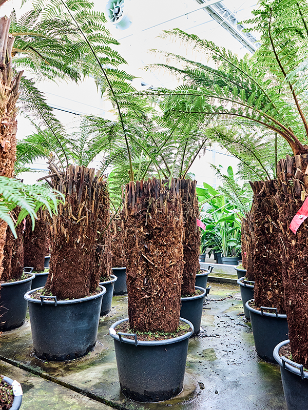 Dicksonia antarctica